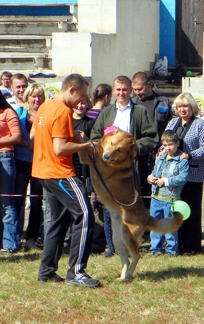 Собачий вальс