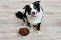 Obedog.-dog-food.boarder-collie.15581.5