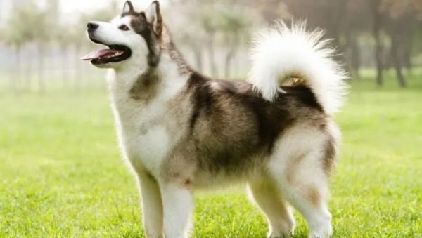 Alaskan Malamute1