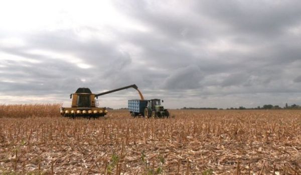 Збір урожаю. Суспільне Черкаси