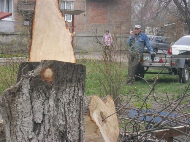 Це дерево садили мої батьки 