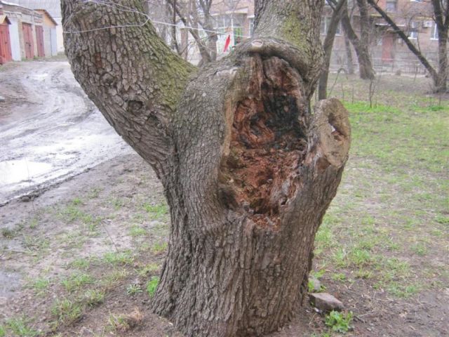 У Смілі в дворах багатоповерхівок чимало і таких дерев. Та вони кронувальників не цікавлять, до них важко під’їхати 